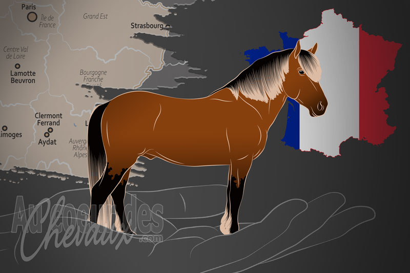 L'Association Nationale du Cheval de Race Auvergne, une organisation qui g�re le cheval auvergne en france