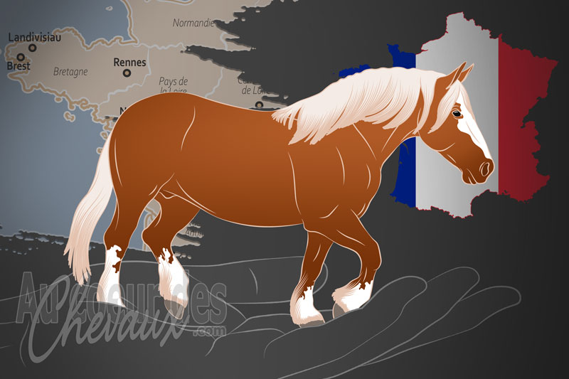 L'Association Nationale du Cheval de Trait Breton, un organisme de gestion de race de chevaux en France
