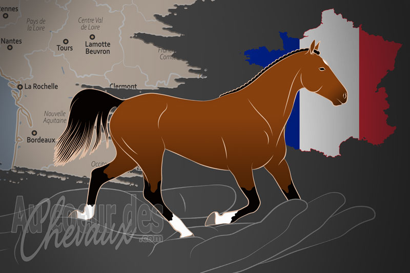 L'Association Nationale du Poney Fran�ais de Selle un organisme de race en France