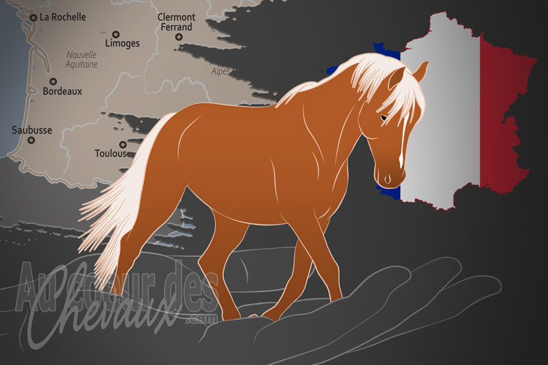 L'Association Nationale du Poney Landais un organisme de race en France