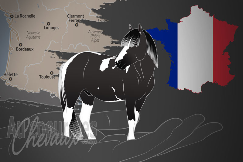 L'Association Nationale du Pottok un organisme de race en France