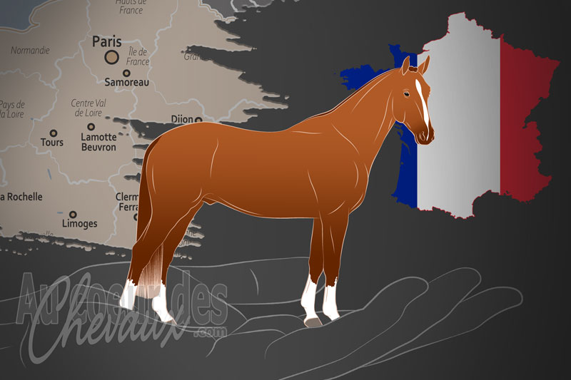 L'Association Nationale du Selle Fran�ais, une organisation qui g�re le cheval de selle fran�ais en france