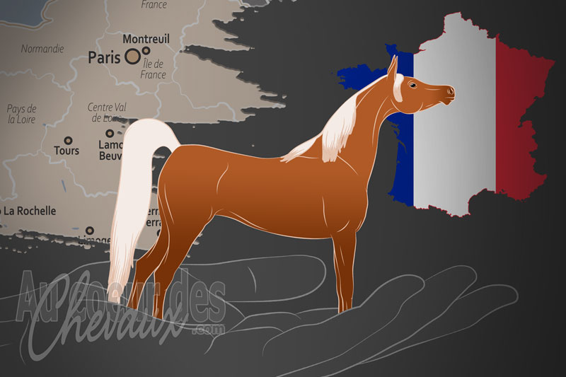L'Association Nationale Fran�aise du Cheval Arabe et Demi Sang Arabe un organisme de race en France