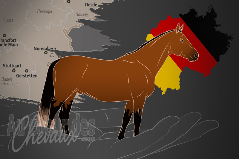 L'Association pour la Pr�servation du Cheval Alt W�rttemberg, une organisation qui g�re le cheval alt w�rttemberg en allemagne