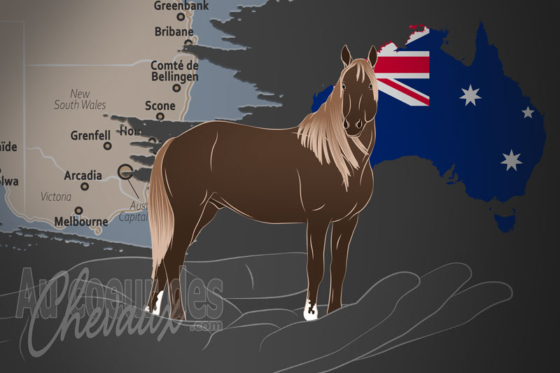 L'Association � Save the Brumbies � un organisme de race en Australie