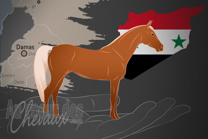 L'Association Syrienne des Chevaux Arabes de Race Pure, une organisation qui g�re le cheval arabe syrien en syrie