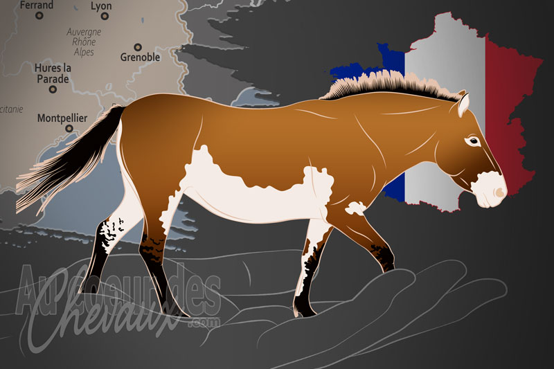L'Association Takh pour le Cheval de Przewalski un organisme de race en France