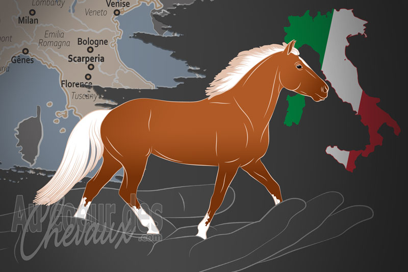 L'Association Italienne des �leveurs de Chevaux Haflinger, un organisme de gestion de l'avelignese en italie