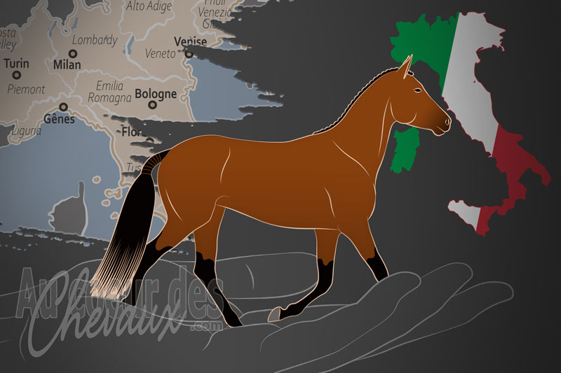 L'Association Italienne des �leveurs de Chevaux de Selle, un organisme de gestion du selle italien en italie