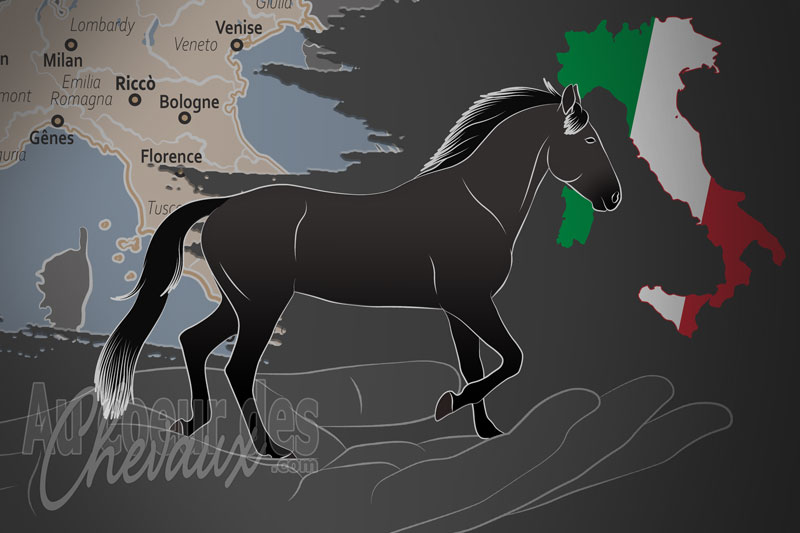 L'Associazione Cavallo Tolfetano un organisme de race en Italie
