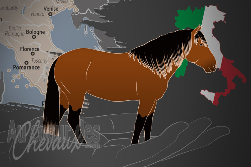 L'Associazione del Cavallino di Monterufoli un organisme de race en Italie