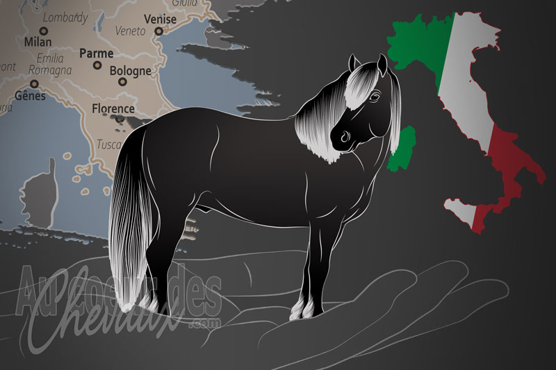 L'Association Hippique de Bardigiano, un organisme de gestion du bardigiano en italie