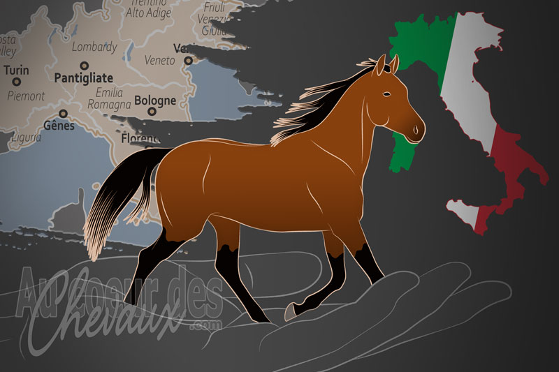 L'Associazione Italiana Cavallo Quarab un organisme de race en Italie