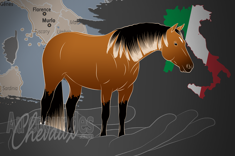 L'Association Italienne du Quarter Horse, une organisation qui g�re le quarter horse en italie