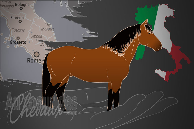 L'Associazione Nazionale Allevatori Cavallo di Razza Maremmana un organisme de race en Italie