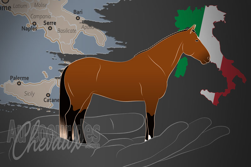 L'Associazione Nazionale Allevatori Cavallo Salernitano Persano Sportivo un organisme de race en Italie