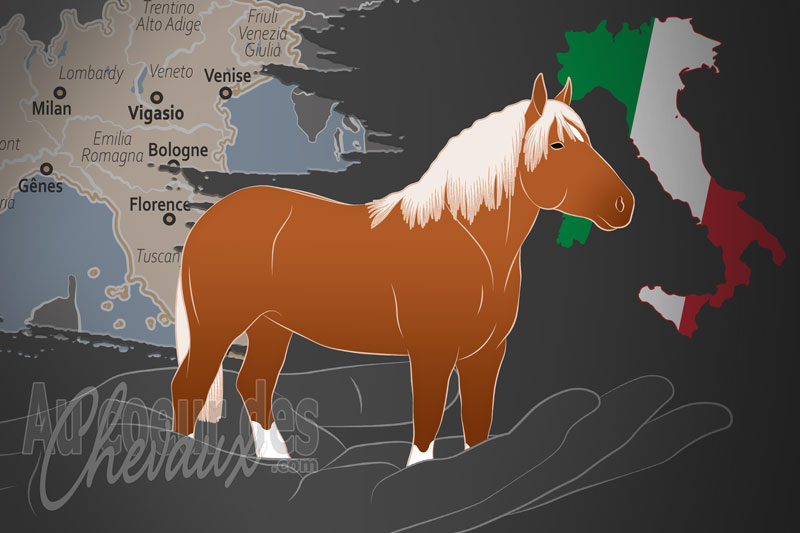 L'Association Nationale des �leveurs de Chevaux Agricoles Italiens de Trait Lourd et Rapide, un organisme de gestion du trait italien en italie