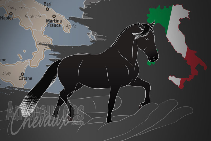 L'Association Nationale des �leveurs du Cheval Murge et de l'�ne de Martina Franca, un organisme de gestion du murg�se en italie