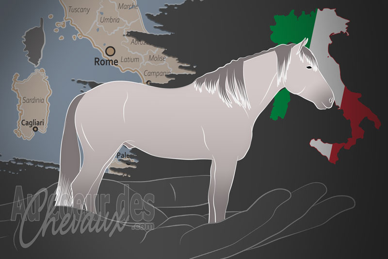 L'Associazione Nazionale Allevatori Razze Equine E Asinine Italiane un organisme de race en Italie