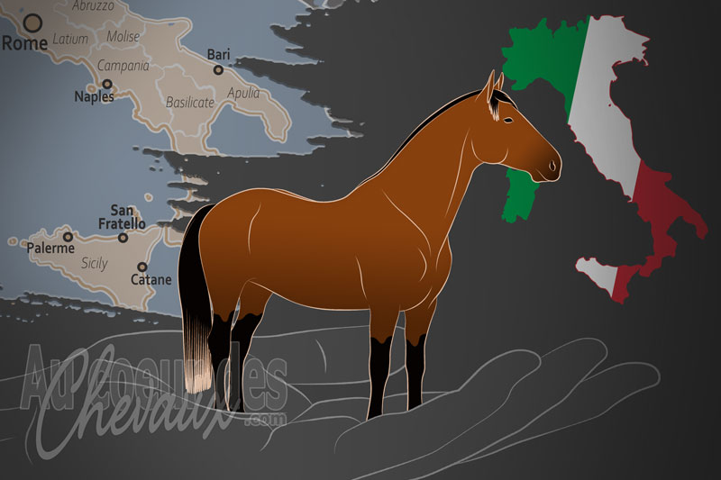 L'Associazione Sportiva Cavallo Sanfratellano un organisme de race en Italie