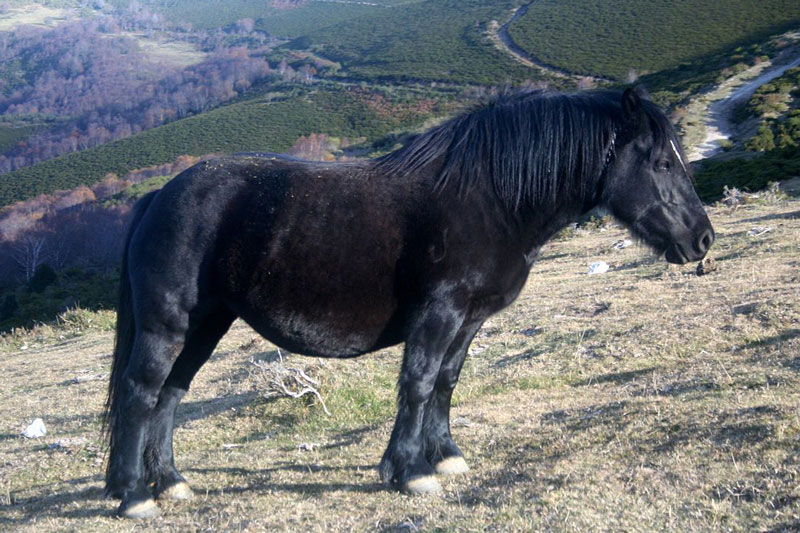 Un Astur�on noir seul dans les montagnes d'Asturies