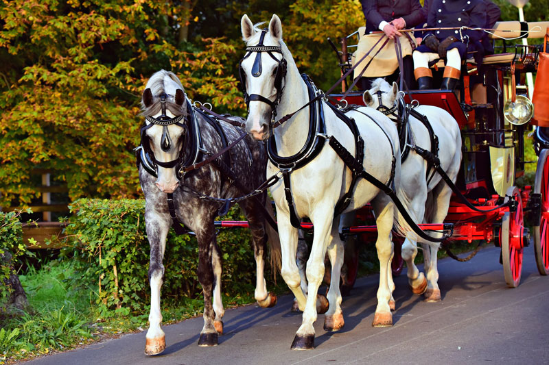 Des chevaux attel�s au pas