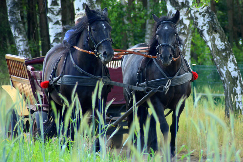 Des chevaux attel�s au pas