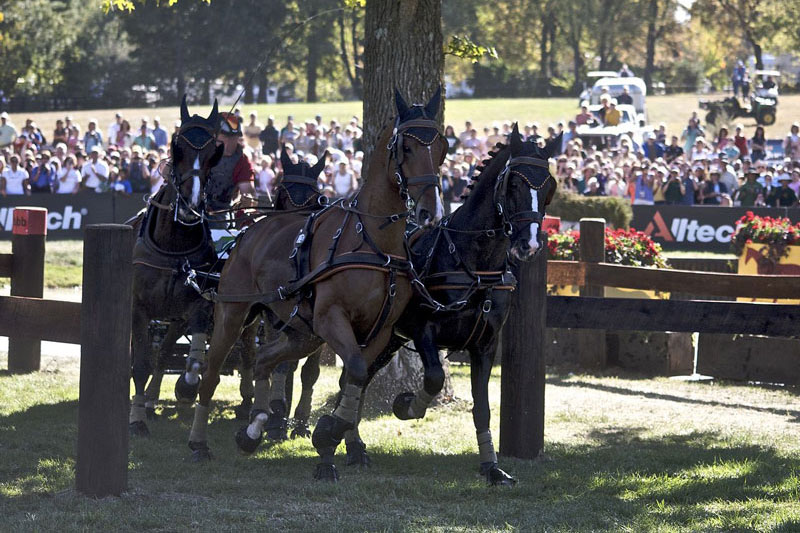 Des chevaux dans un passage au cours d'une comp�tition d'attelage