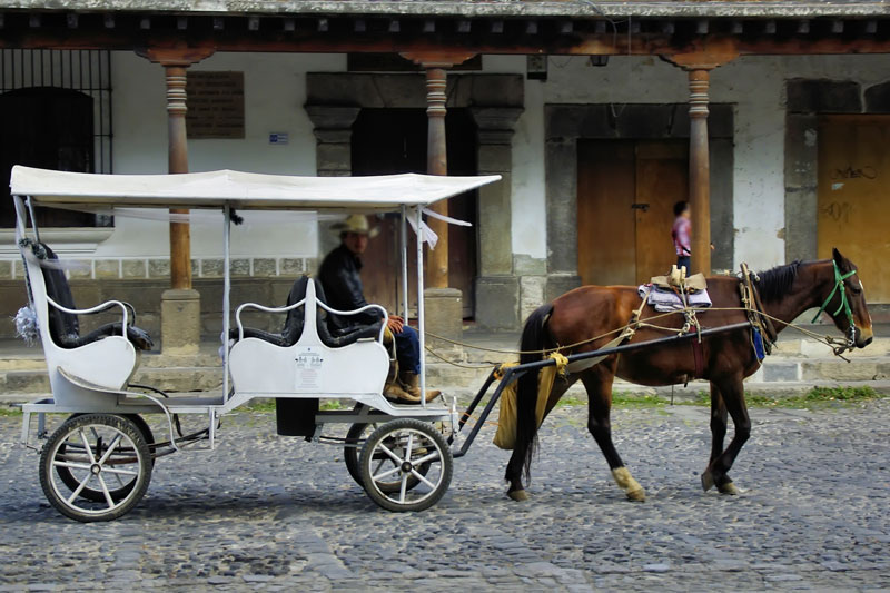 Un cheval attel� au pas