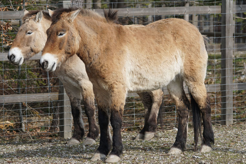 Des chevaux en somnolence