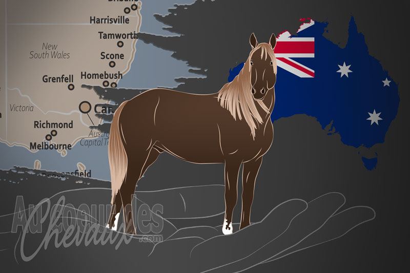 L'Alliance Australienne du Brumby, un organisme de gestion du barrackr brumby en australie