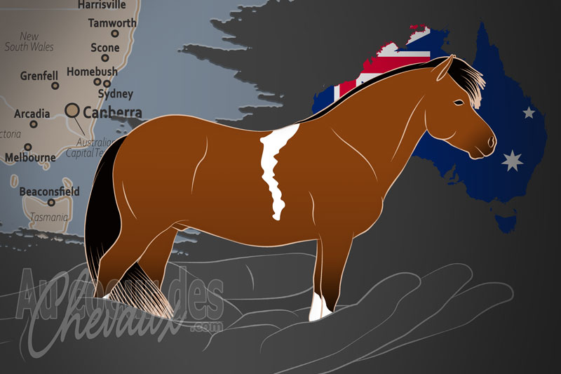 Le Registre Australien des Chevaux et Poneys Miniatures, un organisme de gestion du miniature d'australie en australie