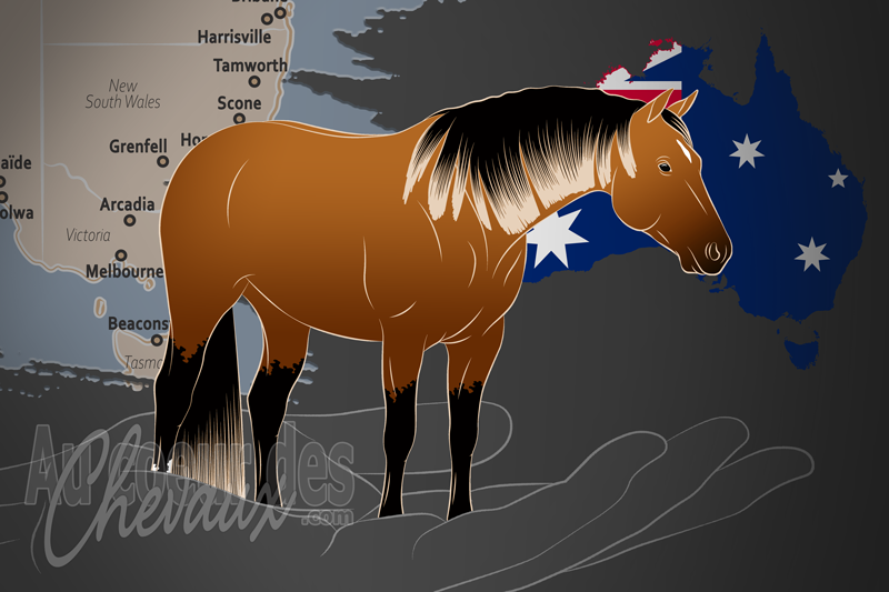 L'Association Australienne du Quarter Horse, un organisme de gestion du quarter horse en australie