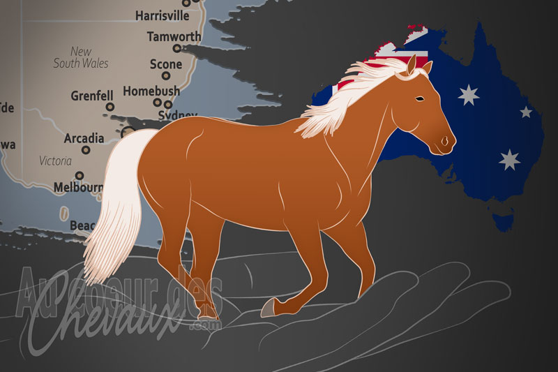 La Soci�t� Australienne du Stock Horse, un organisme de gestion du stockhorse australien en australie