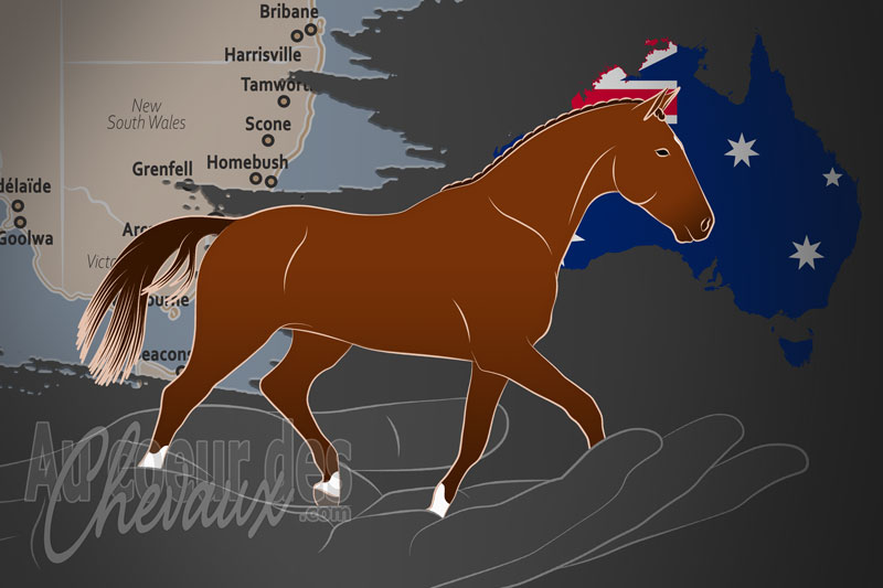 L'Association Australienne des Chevaux � Sang Chaud, un organisme de gestion du selle australien en australie