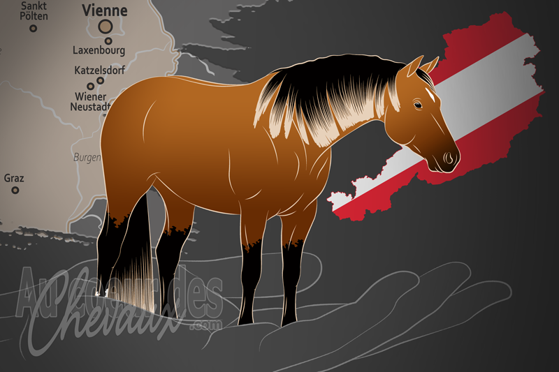 L'Association Autrichienne du Quarter Horse, une organisation qui g�re le quarter horse en autriche