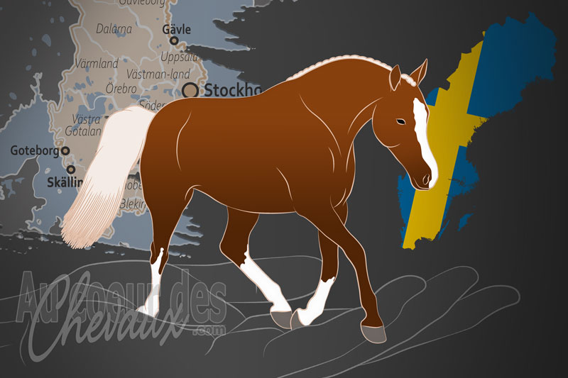 L'Association Su�doise d'�levage de Poneys de Selle, un organisme de gestion du poney de selle su�dois en su�de