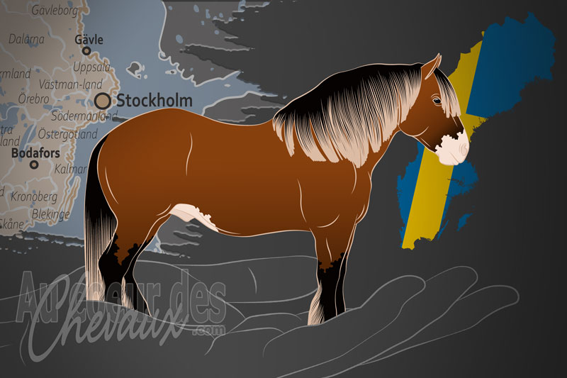 L'Association Su�doise d'�levage de Chevaux des Ardennes, un organisme de gestion de l'ardennais su�dois en su�de