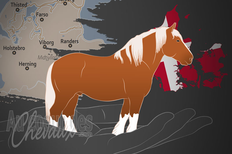 L'Association d'�levage de Chevaux du Jutland, une organisation qui g�re le cheval jutland au danemark