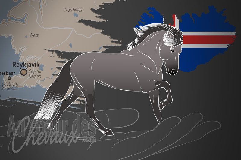 L'Association des �leveurs de chevaux d'Islande, un organisme de gestion de race de chevaux en Islande