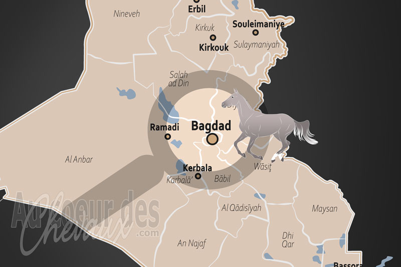 Baghdad, berceau ancestral et renaissance du pur-sang arabe