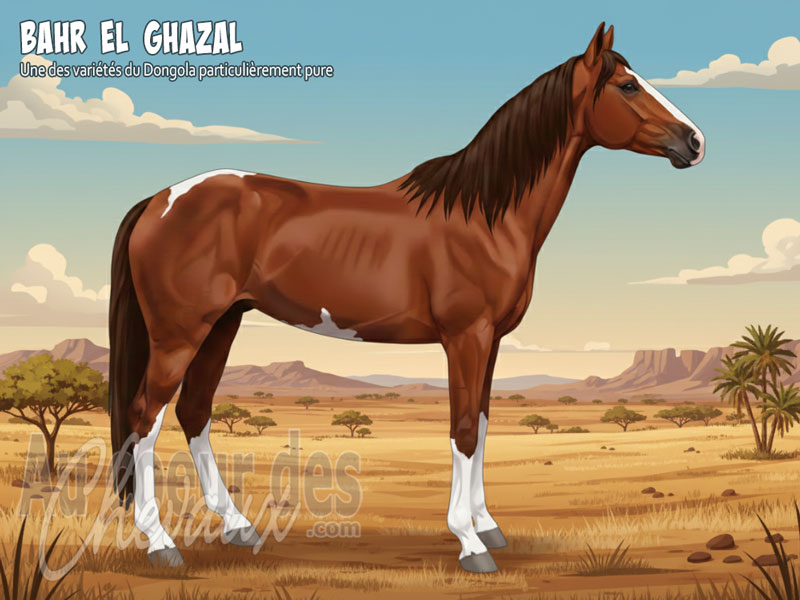 Le Cheval Bahr El Ghazal, le fier coursier du sahel tchadien