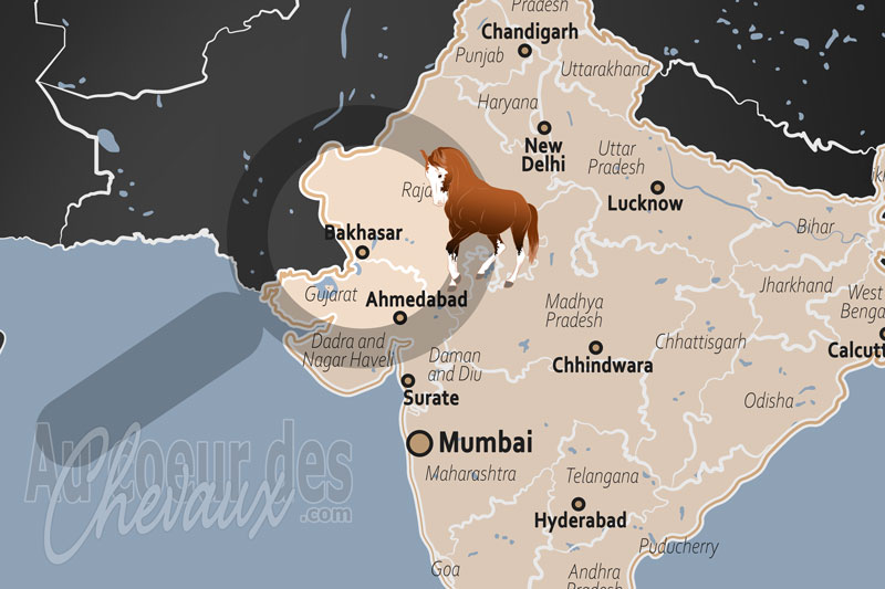 Bakhasar, le cheval marwari au seuil du d�sert de thar et du rann de kutch