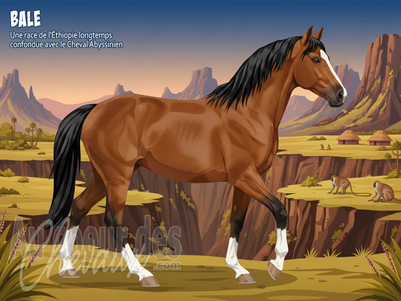 Le Cheval Bale, la sentinelle des sommets �thiopiens