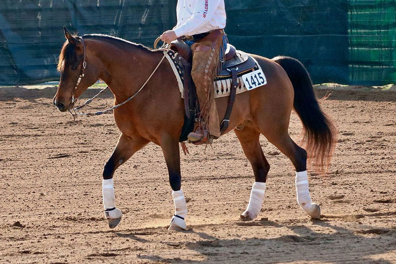 Un cheval mont� avec des bandes de travail