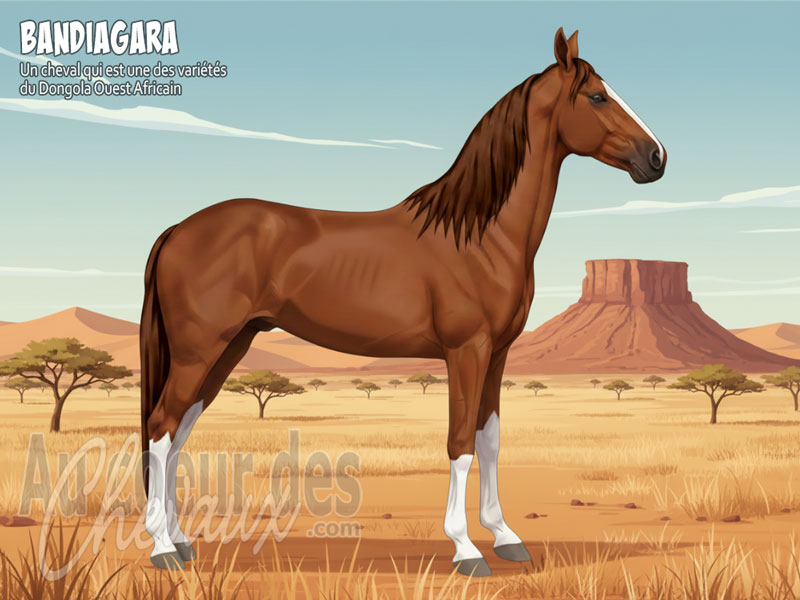 Le Cheval Bandiagara, le survivant des plateaux sah�liens