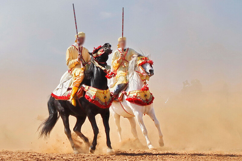 Une vue du Cheval Barbe avec un harnachement traditionnel