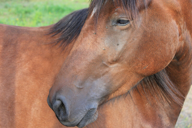 Une vue de la t�te du Cheval Barbe Espagnol