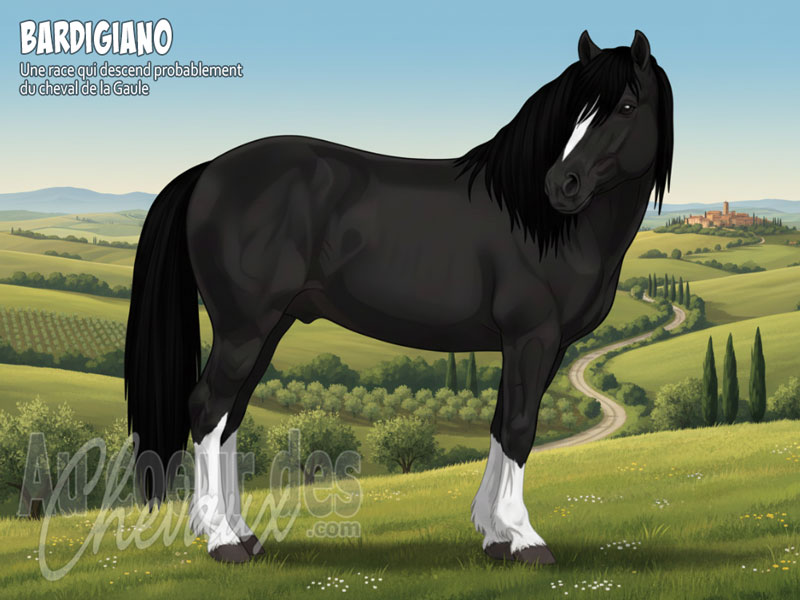 Le Cheval Bardigiano, l'h�ritage mill�naire des vall�es de parme