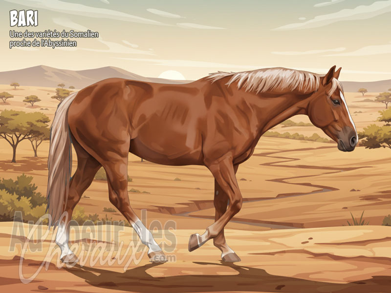 Le Cheval Bari, l'�me guerri�re de la corne de l'afrique